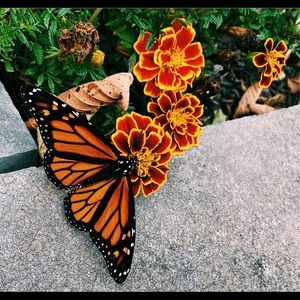 Meet your Posher, Julia